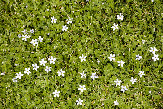 小White Flowers Blooming在草地上