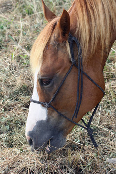 餓馬