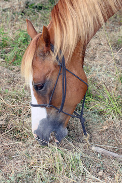 餓馬