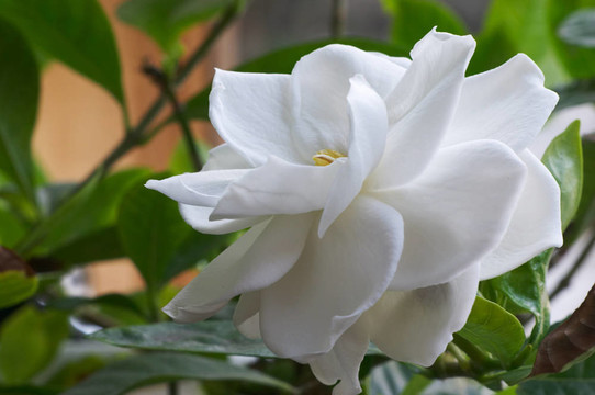 梔子開(kāi)花