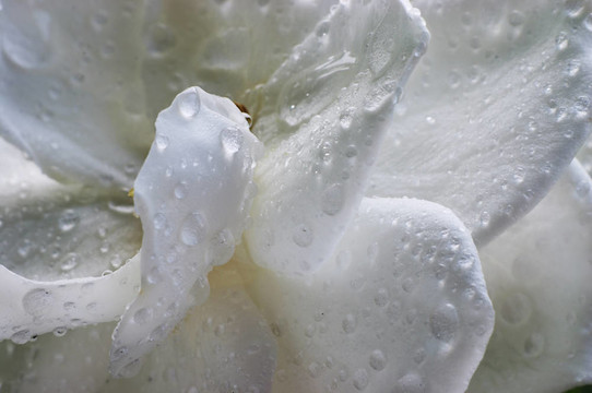 濕的梔子花