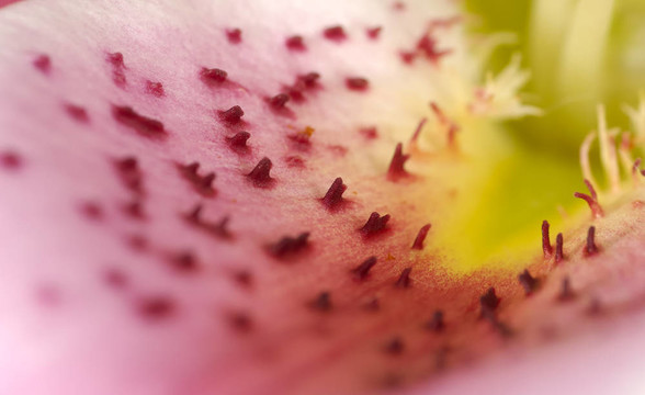 莉莉花瓣