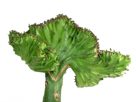 珊瑚仙人掌接近