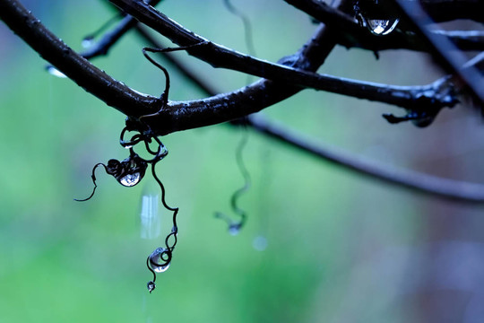 葡萄園中的雨