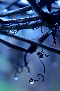 葡萄園中的雨