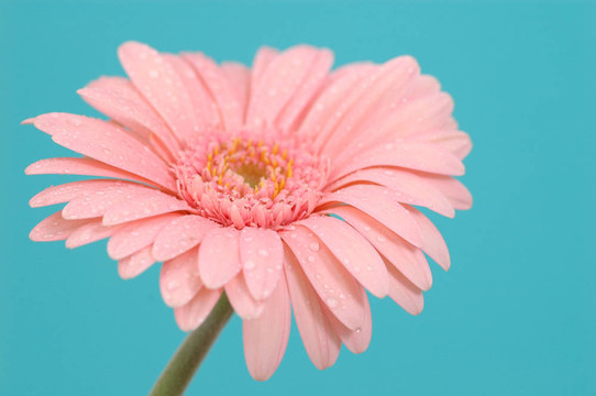 雛菊