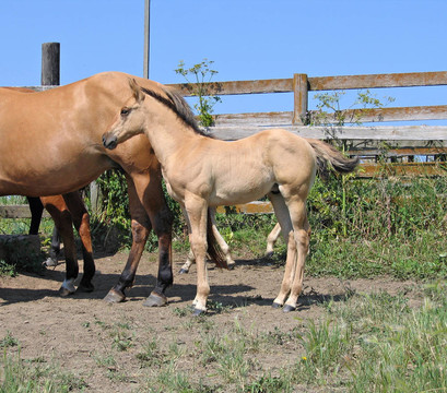季度匹小馬駒