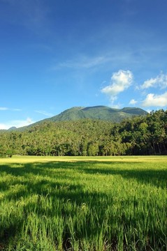 山地與稻田亞洲景觀。