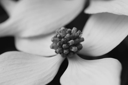 四照花B
