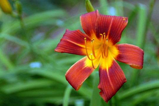 黃花菜