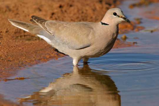 海角斑鳩