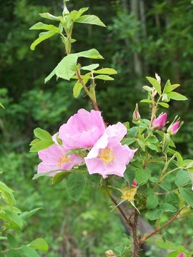 野玫瑰