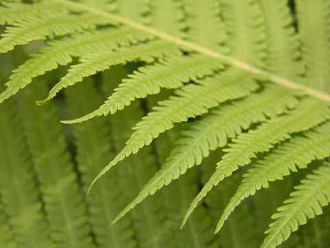 蕨類植物的細節(jié)