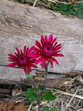 菊花