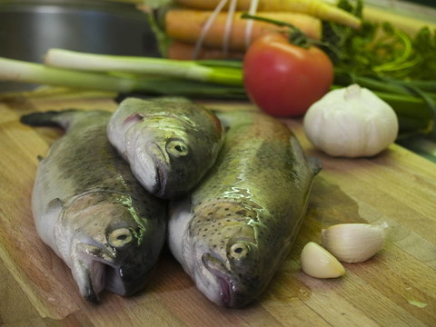 新鮮的鱒魚4