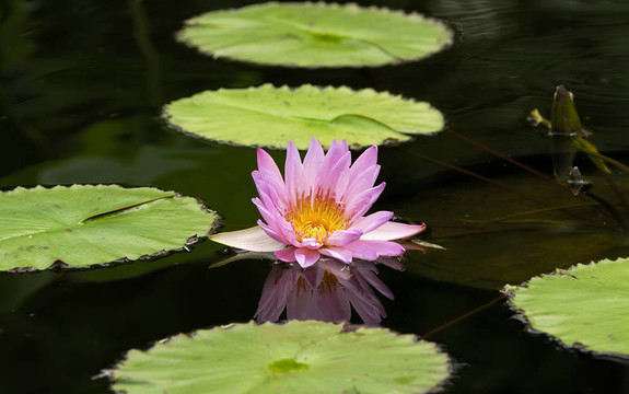 水莉莉