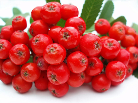 紅色的花楸漿果