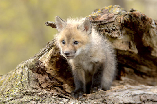 紅狐貍狗（Vulpes vulpes）看看相機的左邊。