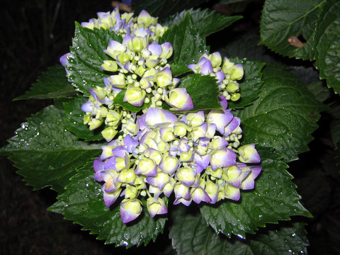 繡球花