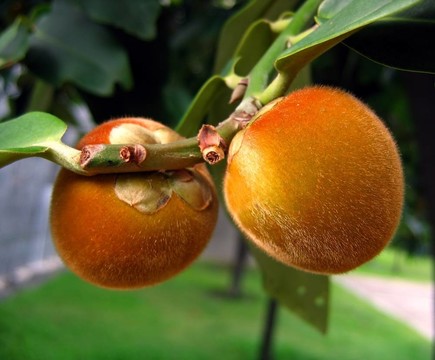 毛茸茸的果實(shí)