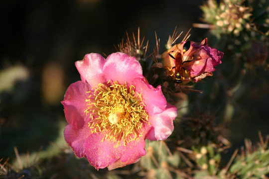黃蜂和Cholla