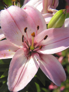 莉莉開(kāi)花