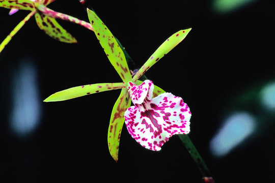斑點(diǎn)蘭花