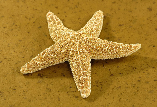 海星