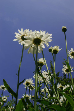 天空的雛菊