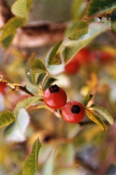 紅色的果實(shí)