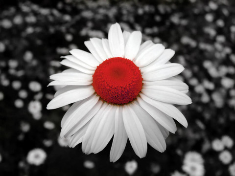 洋甘菊紅