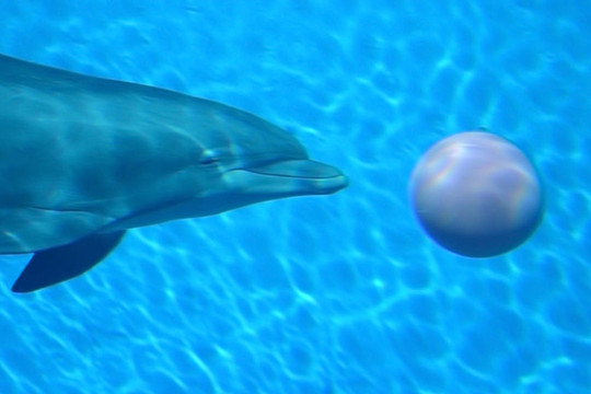 海豚和Ball