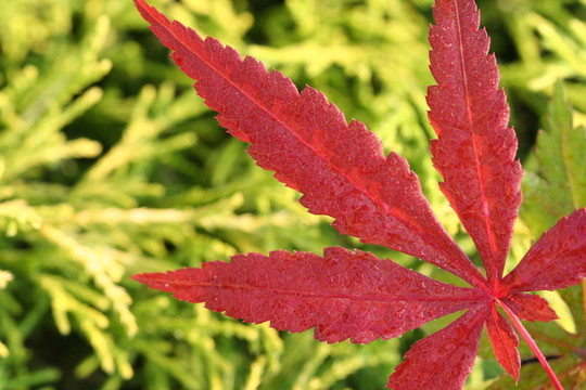 紅色的葉子
