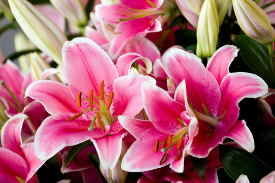 粉色的百合花