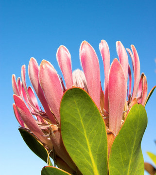 protea2