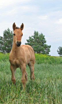 季度匹小馬駒