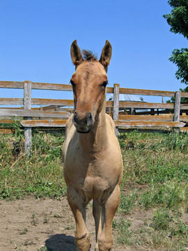 季度匹小馬駒