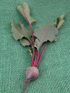 甜菜根