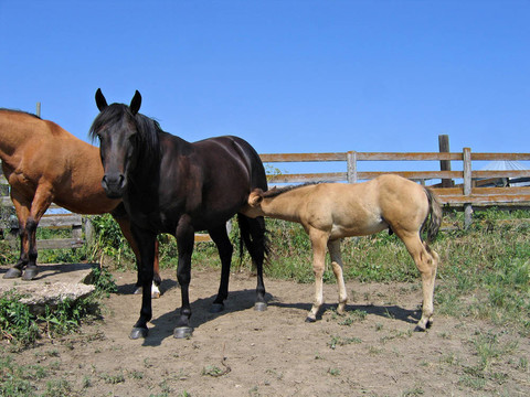 母馬和小馬駒