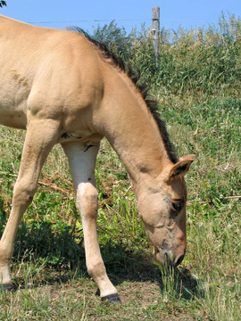季度匹小馬駒
