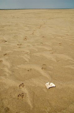 鬣狗的軌道和骨在海灘