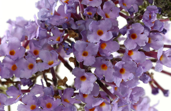 丁香花