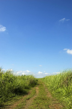 土路