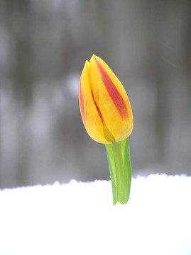 郁金香在雪