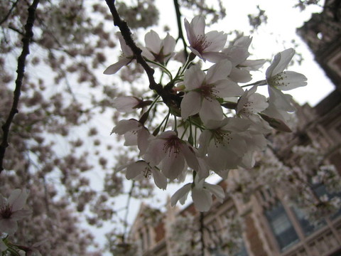 櫻花
