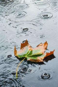 秋天的雨