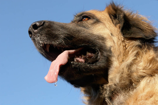 萊昂貝格犬