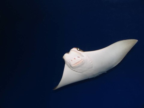 飛翔的魚
