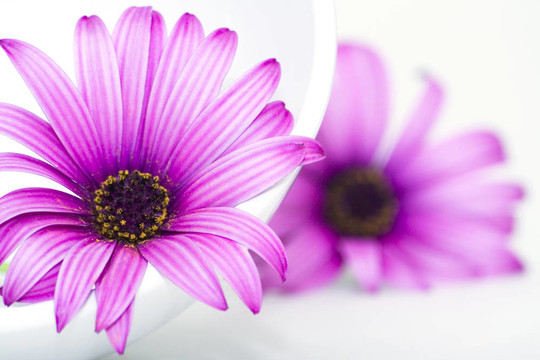 板和花