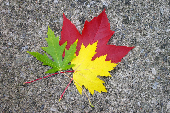 紅色；黃色；Gre